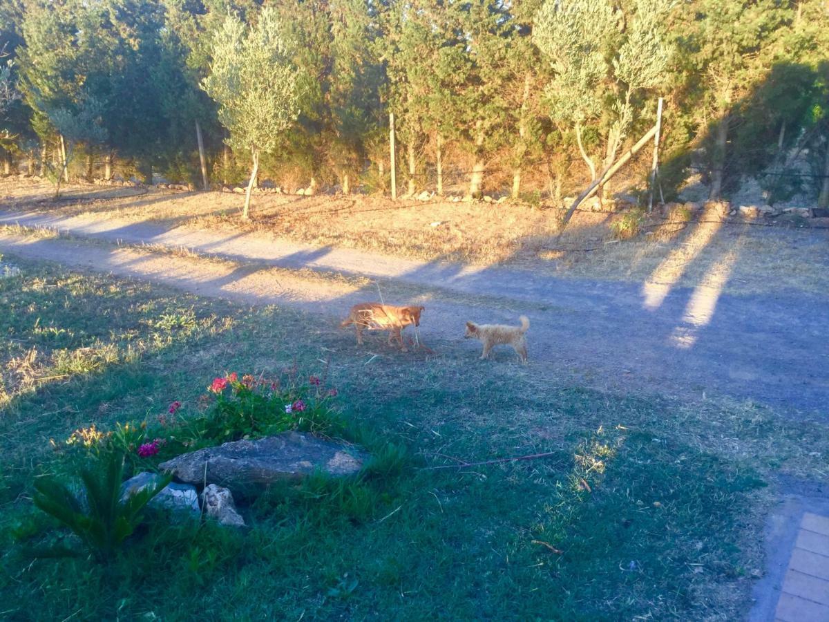 Agriturismo Sogno Latino Иглесиас Екстериор снимка